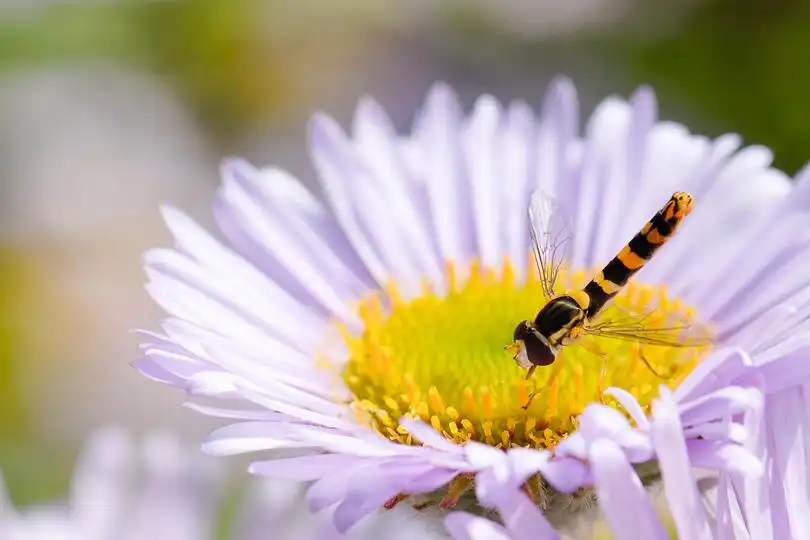 Congrès mondial_UICN.jpg